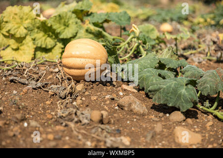 La zucca che cresce in un orto Foto Stock