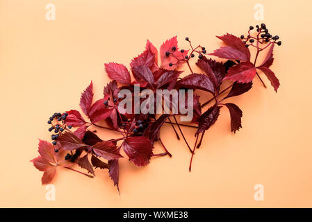 Foglie rosse di girlish (selvaggio) uva o parthenocissus su sfondo arancione. Vista dall'alto. Lay piatto. Composizione d'autunno. Foto Stock