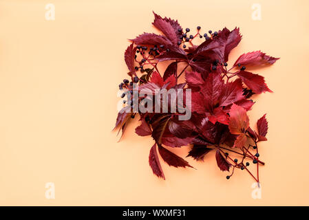 Foglie rosse di girlish (selvaggio) uva o parthenocissus su sfondo arancione. Vista dall'alto. Lay piatto. Composizione d'autunno. Foto Stock