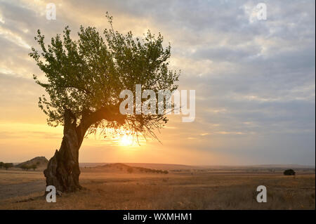 Autunno scena vecchio albero al tramonto in Dobrogea Romania Foto Stock