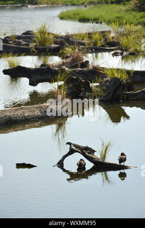 Laghetto di registro, girato a Luodong cultura forestale giardino, Yilan county Foto Stock