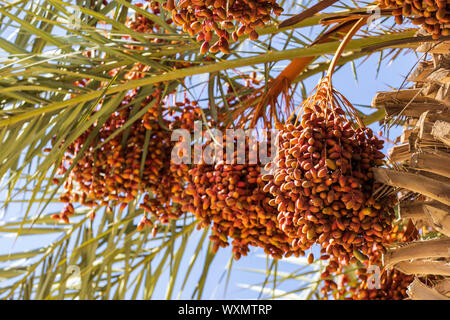 Date maturi che cresce su una data palm (Phoenix dactylifera) vicino a Essaouira, Marocco, Maghreb, Nord Africa Foto Stock