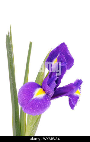 Unica bella viola olandese Iris con goccioline di acqua isolati su sfondo bianco Foto Stock