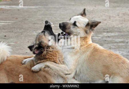 Scena di movimento dei due cani giocare in combattimenti su strada Foto Stock