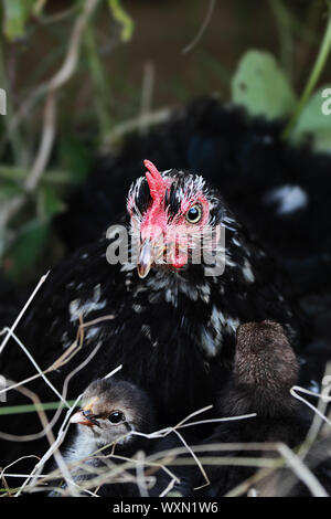 Madre Cochin gallina e due pulcini. Estrema profondità di campo. Foto Stock