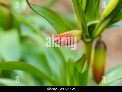 Una macro colpo di boccioli di fiori di una corona imperiale formando fritillary. Foto Stock