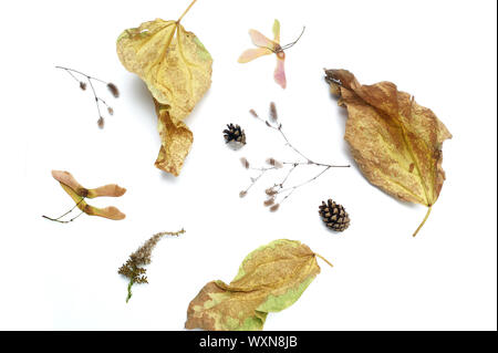 Isolate le foglie di autunno e piante con posto per il testo su sfondo bianco. caduta piatta, laici top visualizza oggetti creativi. Elementi per il giorno del Ringraziamento Foto Stock