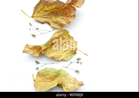 Isolate le foglie di autunno e piante con posto per il testo su sfondo bianco. caduta piatta, laici top visualizza oggetti creativi. Elementi per il giorno del Ringraziamento Foto Stock