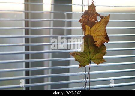 Tre autunno a secco di foglie di acero in le persiane. Foto Stock
