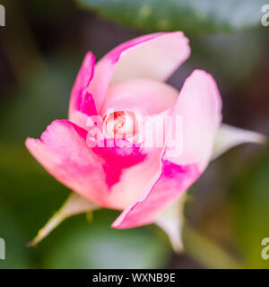 Una macro shot di una nostalgia di rose fiore nascere. Foto Stock