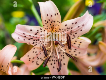 Una ripresa macro di un rosa tiger lily bloom. Foto Stock