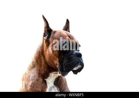 Muscolare di razza cane Boxer Foto Stock