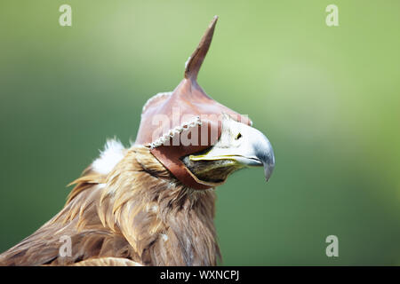 Falcone da caccia con cappa in pelle Foto Stock