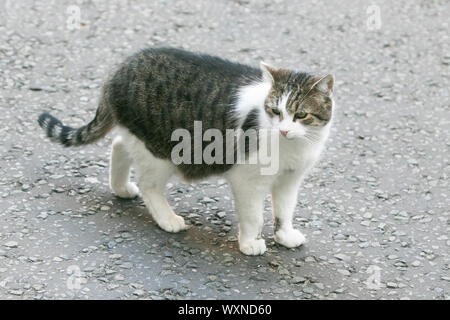 Londra, Regno Unito. Xvii Sep, 2019. Larry chief mouser e cat per il cabinet office è visto a piedi di 10 Downing Street Credit: amer ghazzal/Alamy Live News Foto Stock