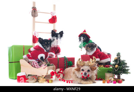 Natale chihuahuas davanti a uno sfondo bianco Foto Stock