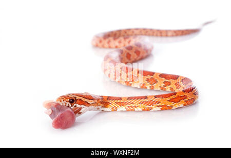 Mangiare mais, serpente elaphe guttata davanti a uno sfondo bianco Foto Stock