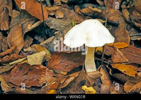 Una immagine di un molto bel fungo Cortinarius Foto Stock