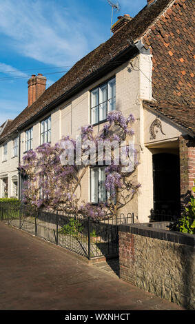 Il glicine viola in fiore, salendo per la parete di una casa nel borgo antico di Brasted, Kent, Regno Unito Foto Stock