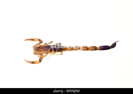 Un australiano scorpion isolato su bianco Foto Stock