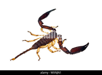 Un grande Australian scorpion isolato su bianco Foto Stock