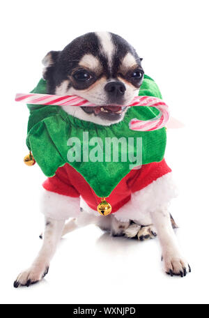 Cucciolo di chihuahua e stick di caramelle di fronte a uno sfondo bianco Foto Stock