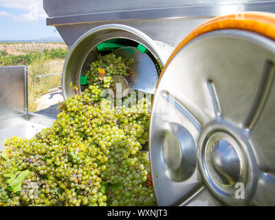 Lo chardonnay cavatappi diraspatrice crusher nella vinificazione con uve Foto Stock