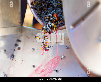 Cavatappi diraspatrice crusher nella vinificazione di uve Cabernet Sauvignon Foto Stock