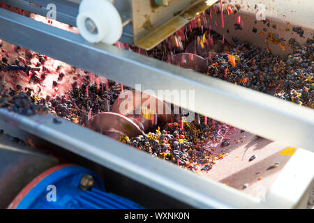 Cavatappi diraspatrice crusher nella vinificazione di uve Cabernet Sauvignon Foto Stock