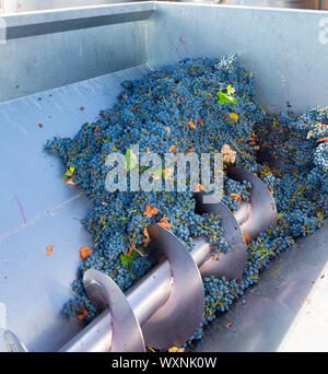 Cavatappi diraspatrice crusher nella vinificazione di uve Cabernet Sauvignon Foto Stock