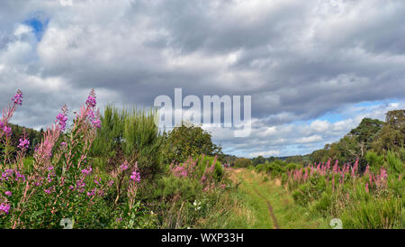 DAVA MODO A PIEDI O UN SENTIERO DAVA A Grantown on Spey MORAY SCOZIA ROSEBAY WILLOW HERB Chamaenerion angustifolium che crescono lungo il sentiero Foto Stock