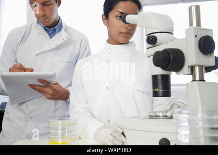 Donna scienziato microscopio di regolazione con il collega di sesso maschile rilevando in laboratorio Foto Stock