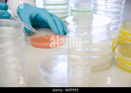 Primo piano dello scienziato aggiungendo gocce di capsula di petri in laboratorio Foto Stock
