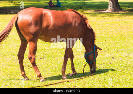 Cavallo mangiare erba closeup al di fuori della bellissima natura Foto Stock