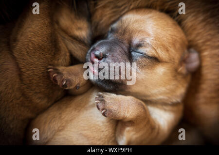 Neonato cucciolo marrone close-up su fur Foto Stock
