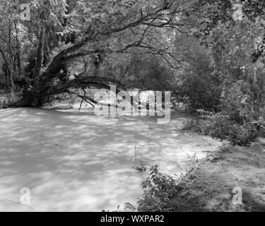 Soleggiato alghe su una laguna di acqua stagnante del Fiume Great Ouse in Riverside Park St Neots Cambridgeshire Inghilterra Foto Stock