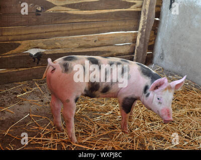 Maialino con macchie di penna in fattoria, scrofus Sus domesticus, Serbia, Europa Foto Stock