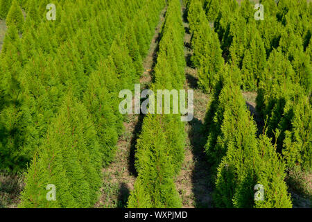 Giovani conifere campo di piantine, cedro, Thuja occidentalis Foto Stock