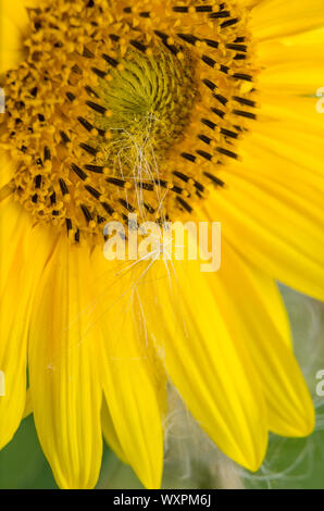 Helianthus, macro di un girasole con dettagli fini Foto Stock