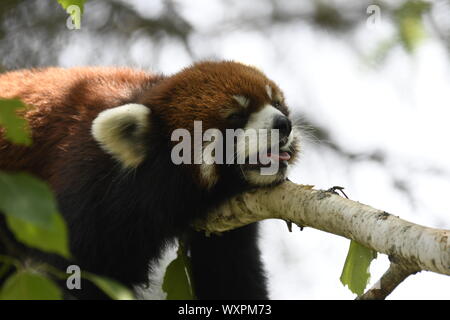 Panda rosso Foto Stock