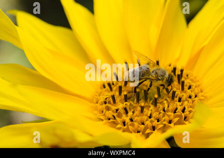 Eristalis tenax, Helianthus, macro di un hoverfly su un girasole Foto Stock