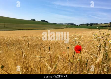 Fioritura di fiori di papavero su un duro / Orzo Segala / campo di coltivazione in Eifel paesaggio, Germania nel bellissimo sole estivo Foto Stock