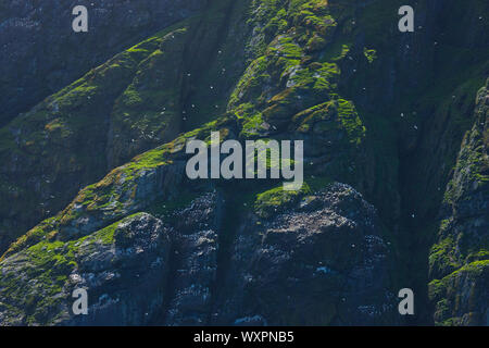 Isla Boreray. Archipielago Minion. Outer Hebrides. La Scozia, Regno Unito Foto Stock