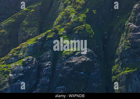 Isla Boreray. Archipielago Minion. Outer Hebrides. La Scozia, Regno Unito Foto Stock