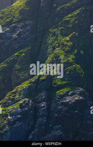 Isla Boreray. Archipielago Minion. Outer Hebrides. La Scozia, Regno Unito Foto Stock