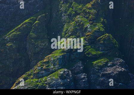 Isla Boreray. Archipielago Minion. Outer Hebrides. La Scozia, Regno Unito Foto Stock