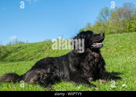 Femmina nera TERRANOVA cane giacente su erba verde prato closeup in chiara giornata di sole Foto Stock