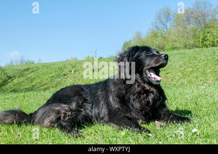 Femmina nera TERRANOVA cane giacente su erba verde prato closeup in chiara giornata di sole Foto Stock