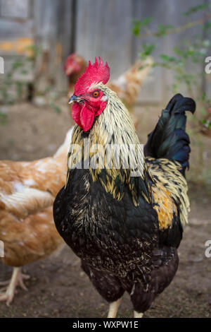 Ritratto di un bel nero color oro gallo di pollo Foto Stock
