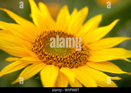 Immagine ravvicinata di splendida fioritura di girasoli Foto Stock