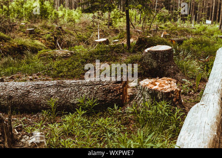 Tagliare gli alberi. I registri di segato sdraiati sull'erba. Foto Stock